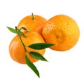 Tangerines three mandarin isolated on white