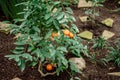 Tangerines on a tree with green leaves in green nursery for plants. Fresh juicy citrus fruits ready for harvest. Agriculture of Royalty Free Stock Photo