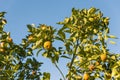 Tangerines in the tree maturing in the sun with the blue sky in the background