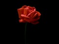 Tangering Full Bloom Rose