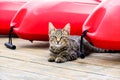 Tangier Island Cat