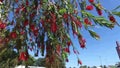 Tangier, Morocco - April 22, 2016: Gardens of La Mendoubia and Mosque Sidi Bou Arrakia