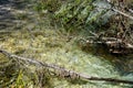 Branches and shrubs in the Rienza stream