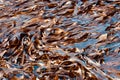 Brown algae Oarweed or Kelp Laminaria digitata on off the coast at Staithes in Yorkshire.