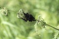 Tangle of caterpillars butterfly peacock devouring nettle leaves Royalty Free Stock Photo