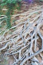 Tangle of gray exposed tree roots, vertical