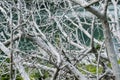 Tangle of Grayed Dead Tree Royalty Free Stock Photo