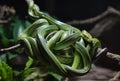 Tangle of green snakes Royalty Free Stock Photo