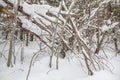 Tangle of limbs: Tree trunks and branches laden with snow Royalty Free Stock Photo