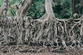 Tangle of massive roots, Ethiopia in UNESCO Fasilides Bath, Gondar Ethiopia, Africa culture architecture Royalty Free Stock Photo