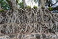 Tangle of massive roots, Ethiopia in UNESCO Fasilides Bath, Gondar Ethiopia, Africa culture architecture Royalty Free Stock Photo