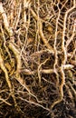 Tangle roots of the palm tree Royalty Free Stock Photo