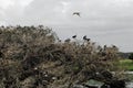 BIRDS- Australia- Panorama of an Ibis Rookery With Many Birds