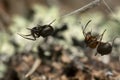 Tangle-web spider, Theridiidae with caught wood ant Royalty Free Stock Photo