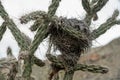 Tangled Birds Nest Rests In The Arms of Chainlink Cactus
