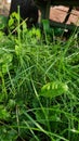 Tangled blades of grass texture with dandelion leaf on foreground Royalty Free Stock Photo
