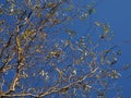 Tangled branches of a spring tree on a blue sky, natural blossom leaves