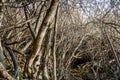 Tangled heap of fig branches without leaves, tangled skittish