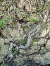 Wild roots emerging from the rocky soil