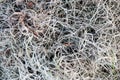 Tangled pile of fallen gray Spanish moss in Florida - Tillandsia usneoides air plant Royalty Free Stock Photo