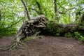 Tangled roots of an ancient tree Royalty Free Stock Photo