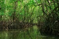 Tangled roots and changing tides Royalty Free Stock Photo