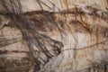 Tangled roots hanging on a red layered Sandstone cliff Royalty Free Stock Photo