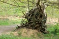 Tangled roots of an old fallen tree in Ashenbank woods Royalty Free Stock Photo