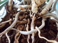 Intertwined roots of an orchid flower Royalty Free Stock Photo