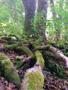 Tangled roots of the tree in the undergrowth, covered with moss