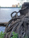 Tangled roots of trees on the banks of the river, skyscrapers in the background. Dry tree by the lake side. Old stumps. Royalty Free Stock Photo