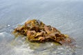 Tangled seaweed on beach sand Royalty Free Stock Photo