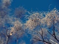 Tangled tree , and blue sky Royalty Free Stock Photo