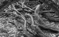 Tangled tree branches black and white Royalty Free Stock Photo