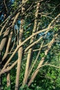 Tangled tree branches in Moscow, Russia Royalty Free Stock Photo