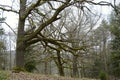 Tangled Tree in Forest, Czech Republic, Europe Royalty Free Stock Photo