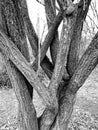 Tangled Tree, Poland - Black and White Royalty Free Stock Photo