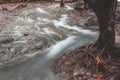 Tangled tree root with water stream Royalty Free Stock Photo