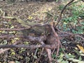Tree Roots and Fallen Branches Cover the Forest Floor in Autumn Light Royalty Free Stock Photo