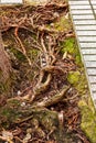 Tangled tree roots grow within the stone frame of a sidewalk Royalty Free Stock Photo