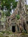 Tangled tree roots overgrow the stone temple, Cambodia Royalty Free Stock Photo