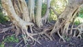 Tangled Tree Roots and Trunks in the Shade Royalty Free Stock Photo