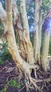 Tangled Tree Roots and Trunks in the Shade Royalty Free Stock Photo