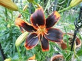 The `Tango Olina` lily is a summer bloomer. Germany