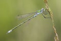 Tangpantserjuffer, Robust Spreadwing, Lestes dryas Royalty Free Stock Photo