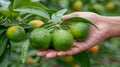 Tangy lime held in hand with lime selection on blurred background, copy space available