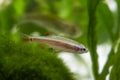 Tanichthys albonubes - aquarium fish