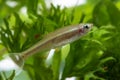 Tanichthys albonubes - aquarium fish