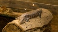 Tanimbar blue tongue skink Tiliqua scincoides chimaerea , Gan Guru - An Australian Park in Israel Royalty Free Stock Photo