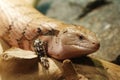 The Tanimbar blue-tongued skink, a subspecies of Tiliqua scincoides, is also found on several small Indonesian islands between Royalty Free Stock Photo